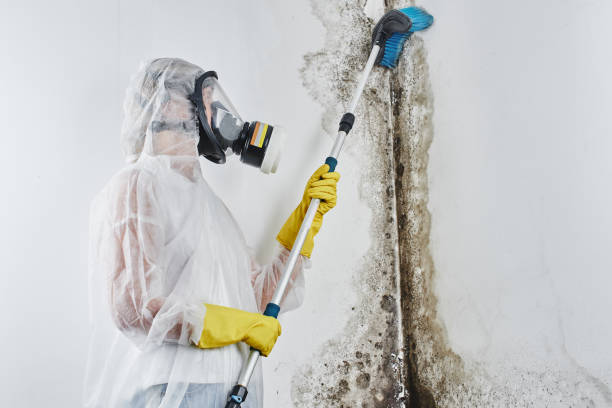 Best Home Mold Removal  in Compo, CT