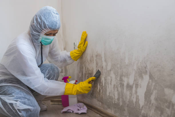 Trusted Compo, CT Mold Removal Experts