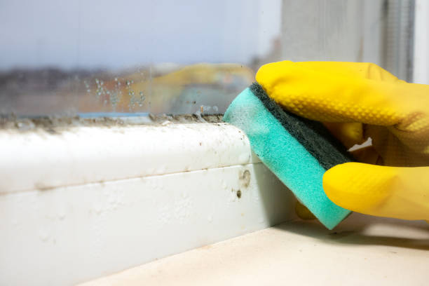 Best Black Mold Removal  in Compo, CT